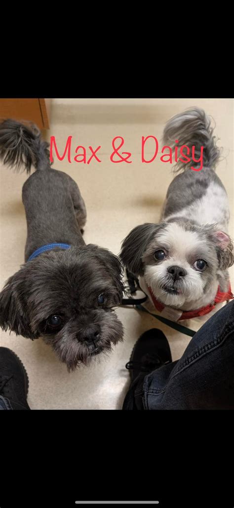 friends of mesquite animal shelter.